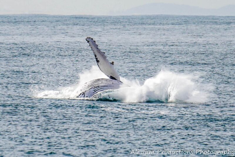 Newcastle: Humpback Whale Watching Cruise and Harbor Tour - Who Should Consider This Tour?