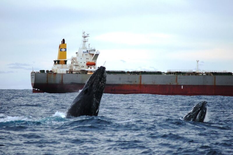 Newcastle: Humpback Whale Watching Cruise and Harbor Tour - Final Thoughts