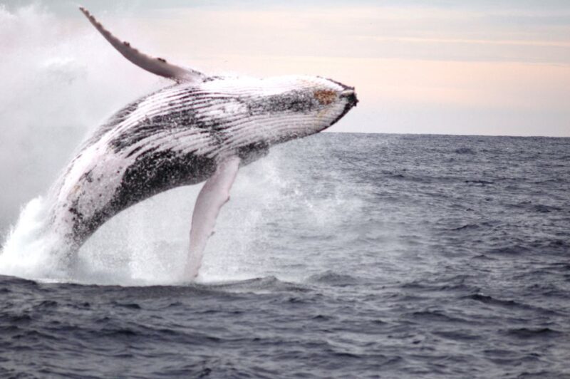 Newcastle: Humpback Whale Watching Cruise and Harbor Tour - FAQ