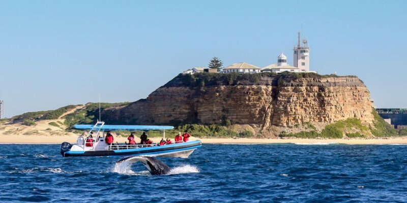 Newcastle: Small Group Humpback Whale Encounter Tour - Key Points