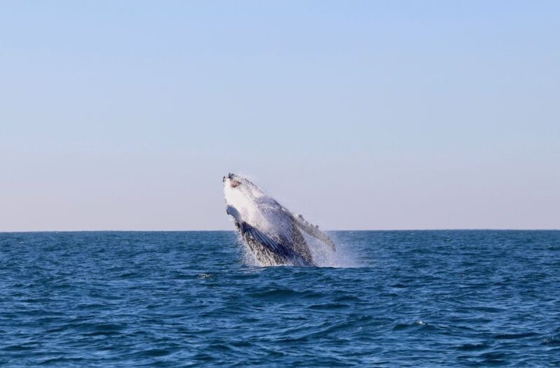 Newcastle: Small Group Humpback Whale Encounter Tour - Experience Overview and Itinerary