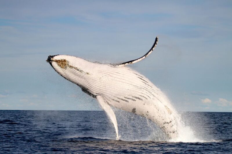 Newcastle: Small Group Humpback Whale Encounter Tour - Authentic Feedback from Travelers