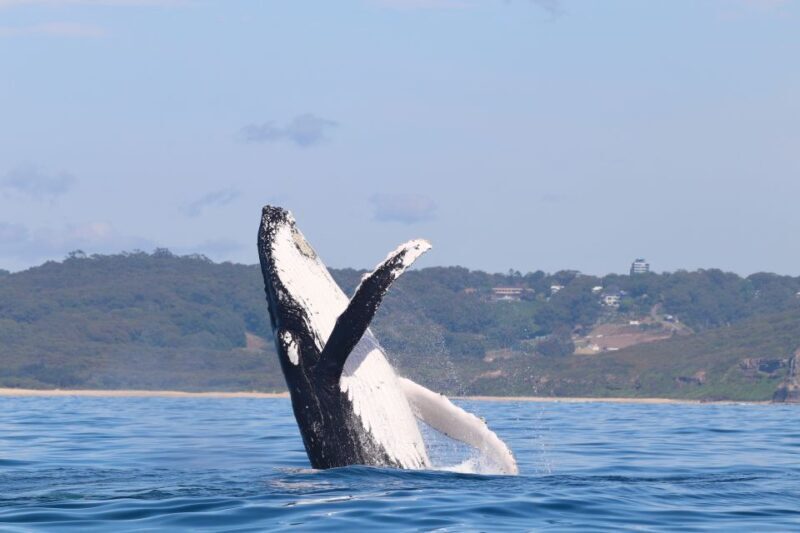 Newcastle: Small Group Humpback Whale Encounter Tour - FAQ