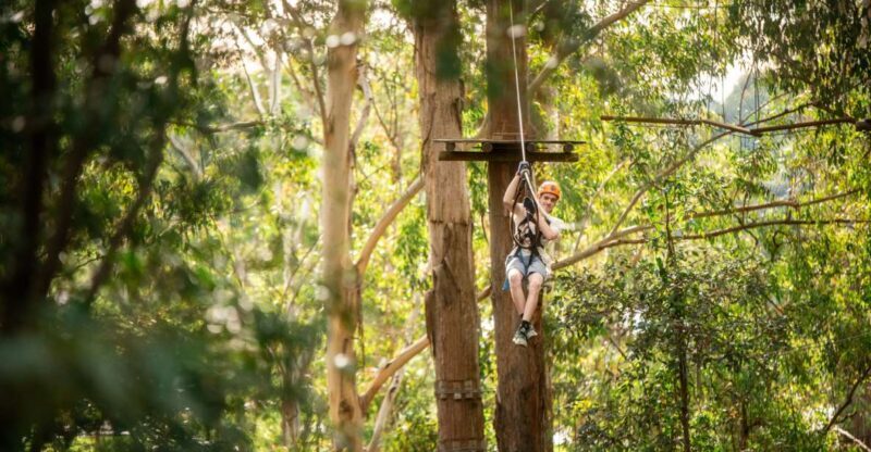 Newcastle: Tree Ropes Course Adventure - Key Points