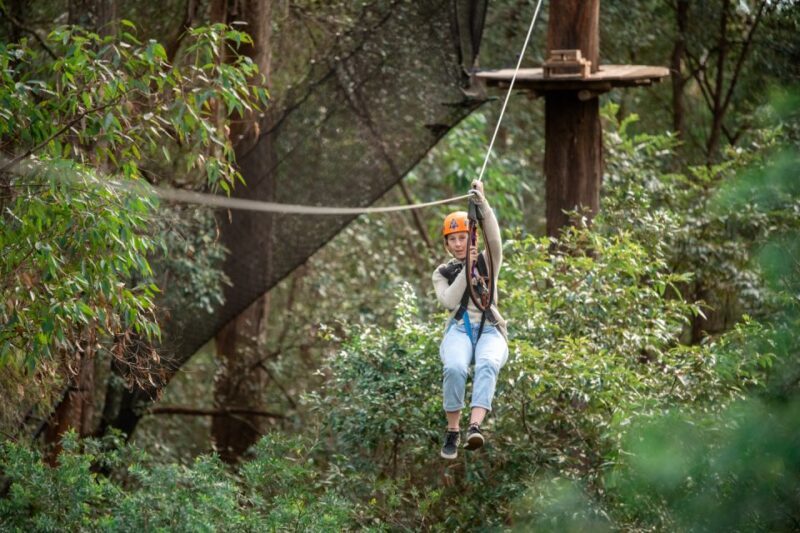 Newcastle: Tree Ropes Course Adventure - An In-Depth Look at Treetops Adventure Newcastle