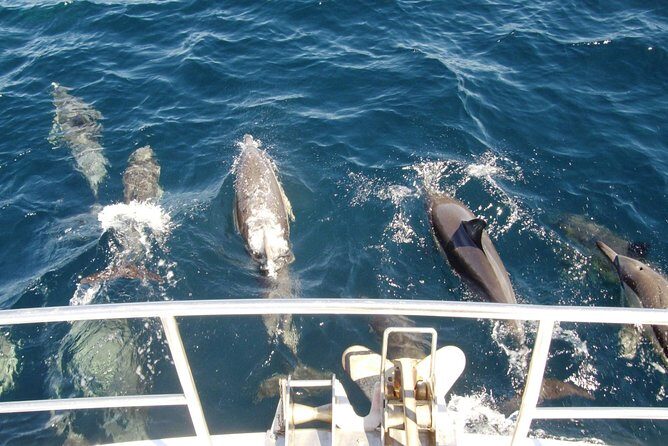 Newcastle Whale Watching Cruise - What to Expect on the Whale Watching Cruise