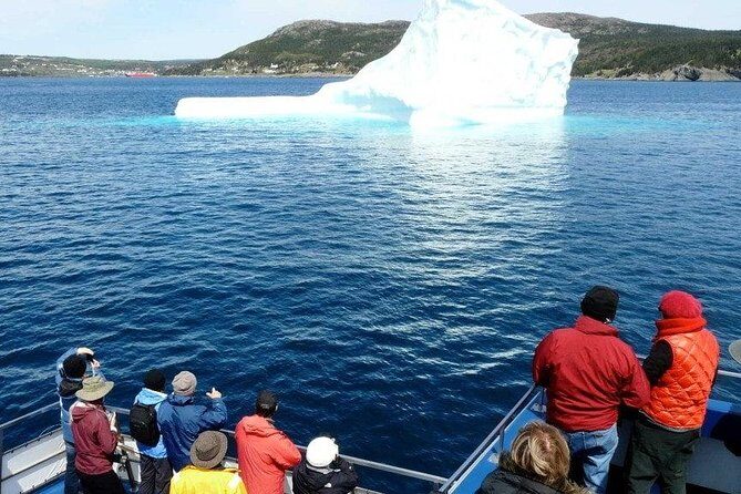 Newfoundland Puffin and Whale Watch Cruise - A Deep Dive into the Newfoundland Puffin and Whale Watch Experience