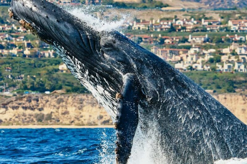 Newport Beach: 2-Hour Whale Watching Tour - Key Points