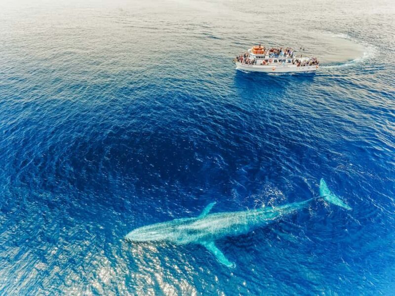 Newport Beach: 2-Hour Whale Watching Tour - FAQ