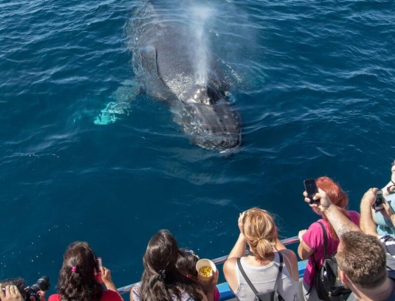 Newport Beach: Luxury Whale Watching Catamaran Cruise - An In-Depth Look at the Newport Beach Whale Watching Cruise