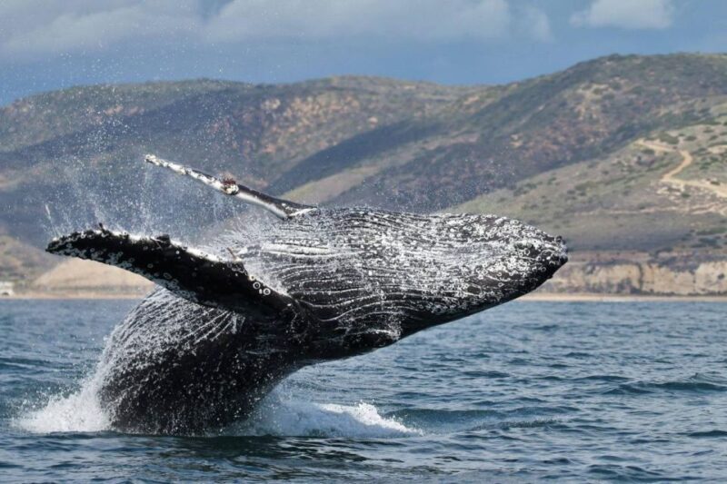 Newport Beach: Luxury Whale Watching Catamaran Cruise - FAQs