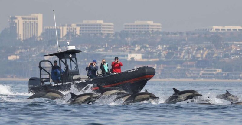 Newport Beach: Ultimate Whale Watching Adventure - Newport Beach: Ultimate Whale Watching Adventure