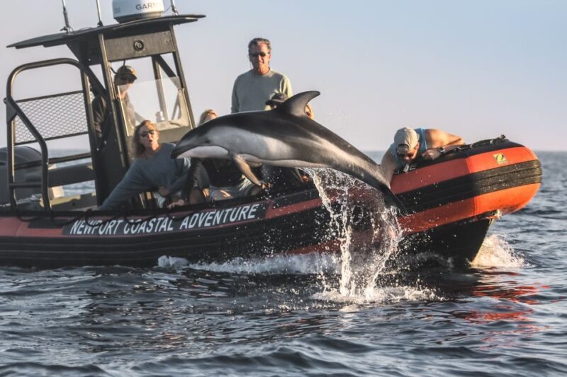 Newport Beach: Ultimate Whale Watching Adventure - Why You Might Consider Other Options