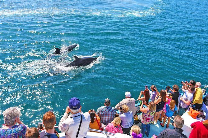Newport Beach Whale and Dolphin Watching Cruise - An In-Depth Look at the Newport Beach Whale and Dolphin Watching Cruise