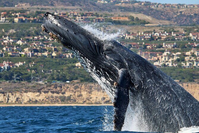 Newport Beach Whale and Dolphin Watching Cruise - Who Should Consider This Tour?