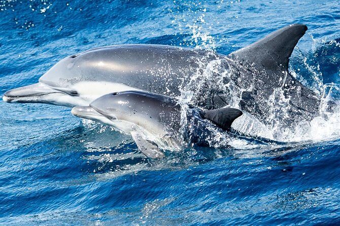 Newport Beach Whale and Dolphin Watching Cruise - FAQ