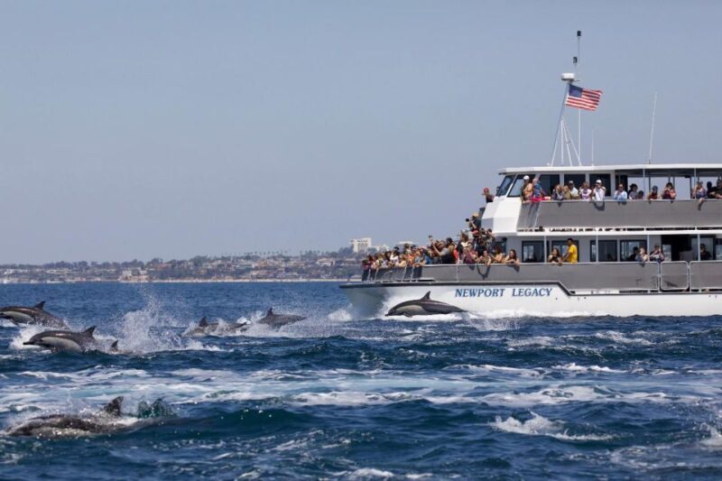 Newport Beach: Whale and Dolphin-Watching Cruise - Newport Beach: Whale and Dolphin-Watching Cruise
