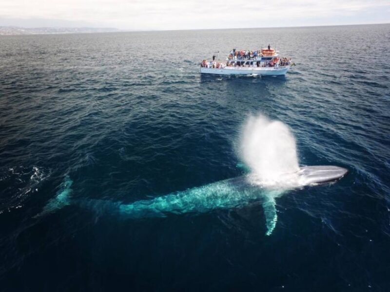 Newport Beach: Whale and Dolphin-Watching Cruise - Key Points