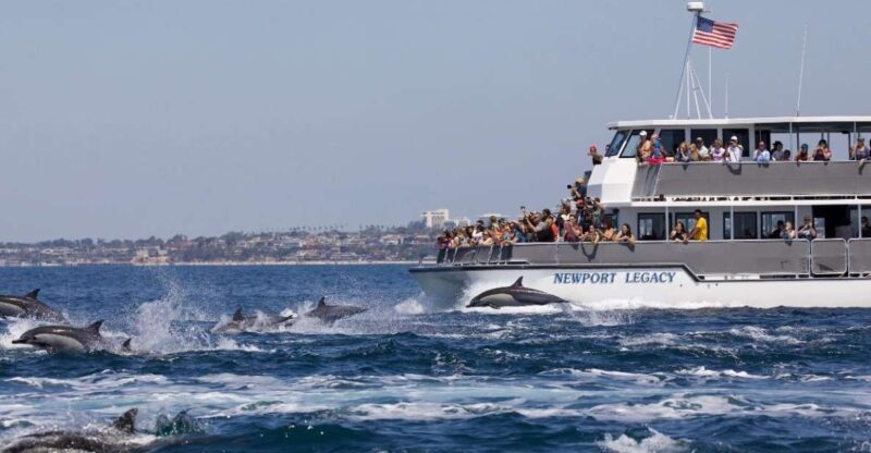 Newport Beach: Whale and Dolphin-Watching Cruise - The Sum Up: Is This Tour Worth It?