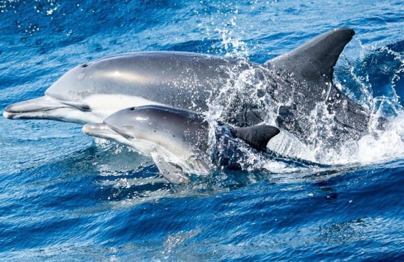Newport Beach: Whale and Dolphin-Watching Cruise - FAQ