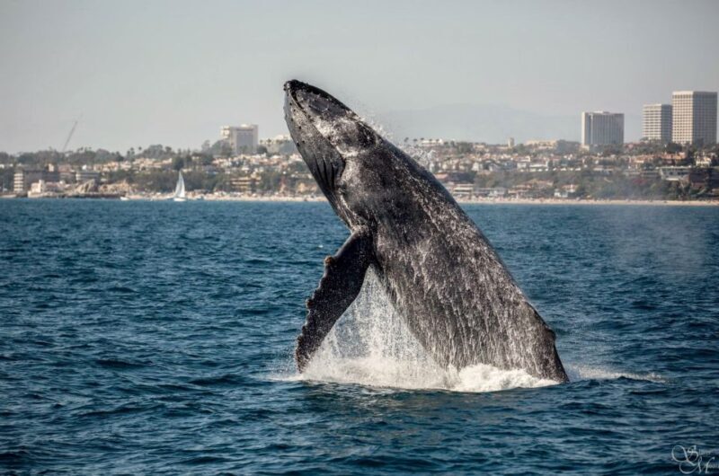 Newport Beach: Year-Round Whale Watching Cruise - Newport Beach: Year-Round Whale Watching Cruise