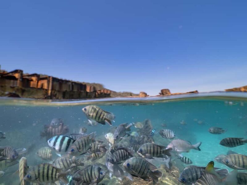 Newport: Moreton Island Snorkeling Tour with Lunch - Who Will Love This Tour?