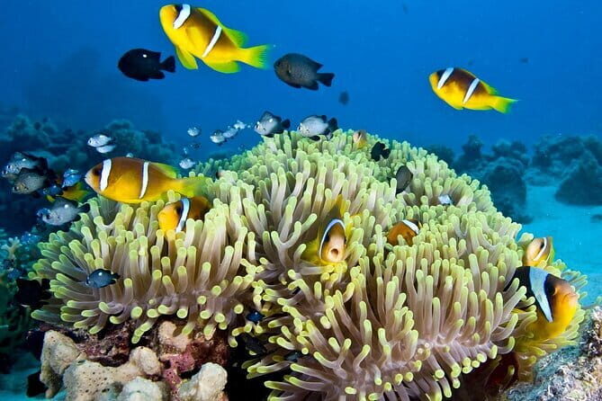 Nha Trang Bay Day Tour: Snorkeling, Fishing, BBQ Lunch & Relaxing - Nha Trang Bay Day Tour: Snorkeling, Fishing, BBQ Lunch & Relaxing — A Genuine Look