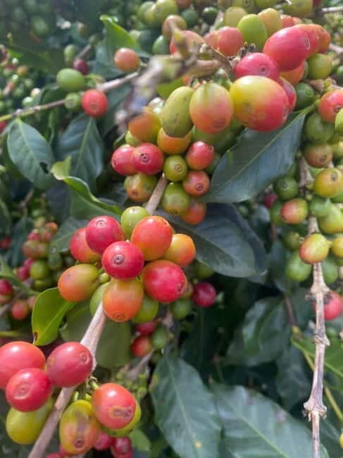 Nha Trang-Da Lat Day Trip: Explore Mongo & Donki Land - Key Points