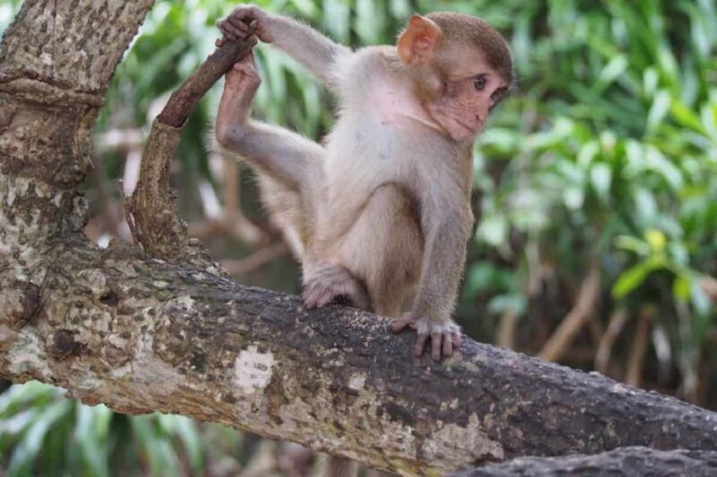 Nha Trang: Entry Ticket to Monkey Island - A Detailed Look at Monkey Island Near Nha Trang