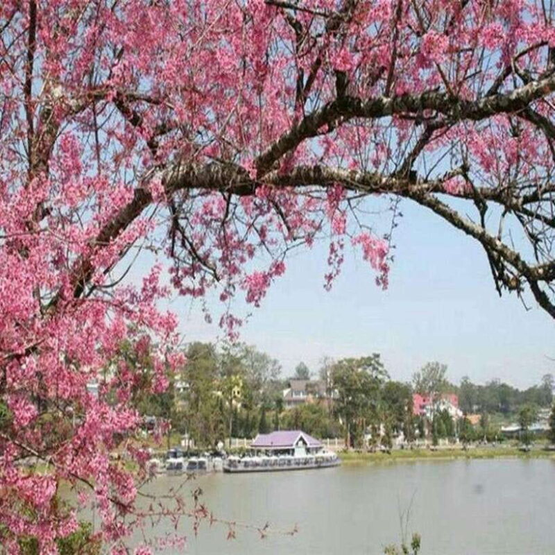 Nha Trang: Full of Discover Dalat City 2 Days Sightseeing - Key Points