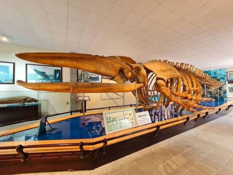 Nha Trang Private Half-Day City Tour - A Deep Dive into the Nha Trang Private Half-Day City Tour