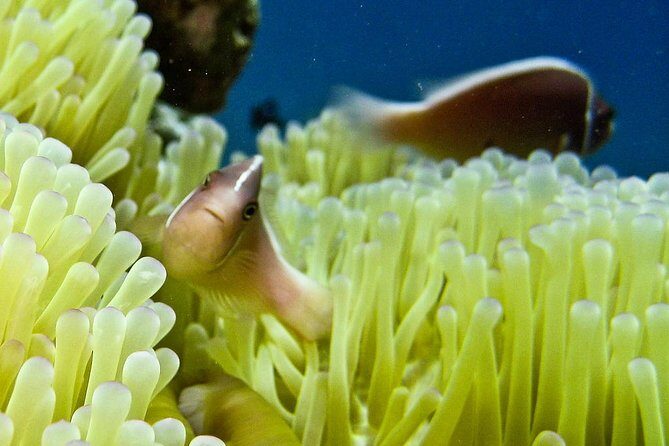 Nha Trang Speedboat Tour Plus Mud Bath On Hon Tam Island - Authentic Experiences and Honest Feedback