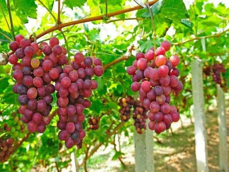 Nha Trang: Top Site of Phan Rang Sand Hill & Cham Tower - Final Thoughts: Who Should Consider This Tour?