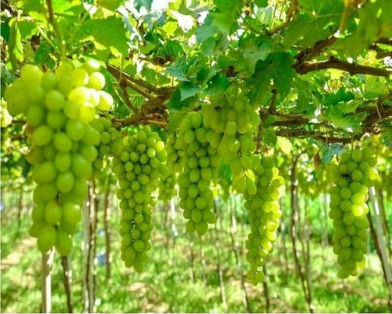 Nha Trang:Top Site Must See Vinh Hy Bay & Rai Cave Discovery - Key Points