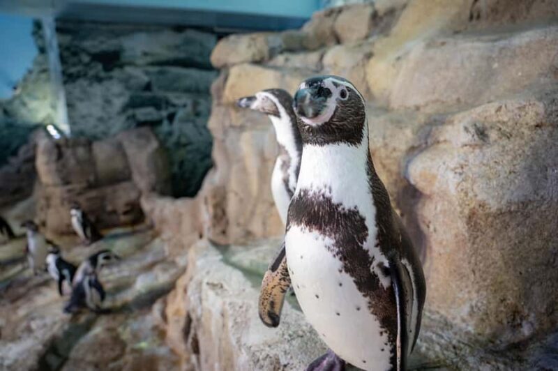 Niagara: Aquarium of Niagara General Admission - FAQ