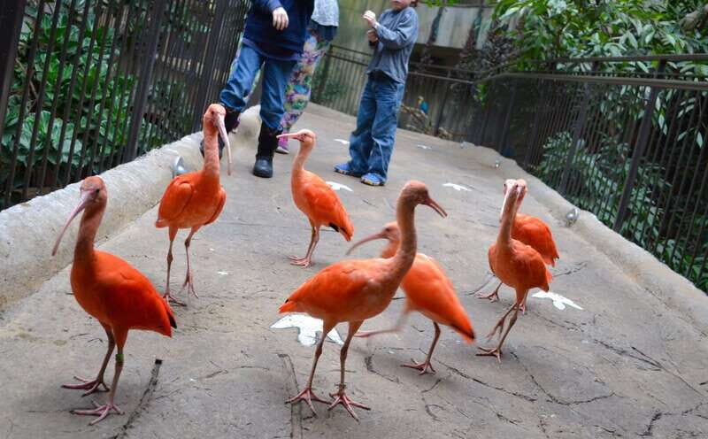 Niagara Falls, Canada: Bird Kingdom Entry Ticket - An In-Depth Look at Bird Kingdom