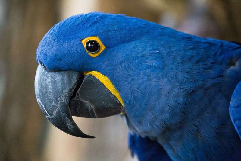 Niagara Falls, Canada: Bird Kingdom Entry Ticket - Who Should Consider Visiting Bird Kingdom?