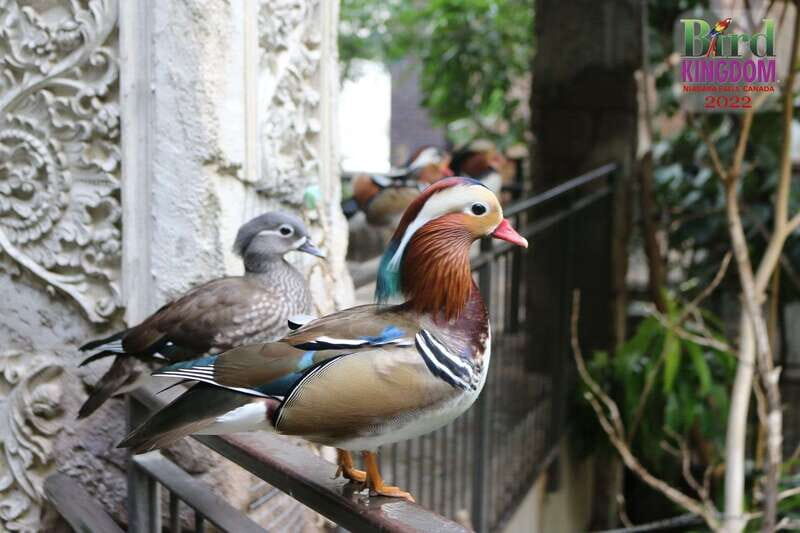 Niagara Falls, Canada: Bird Kingdom Entry Ticket - The Sum Up