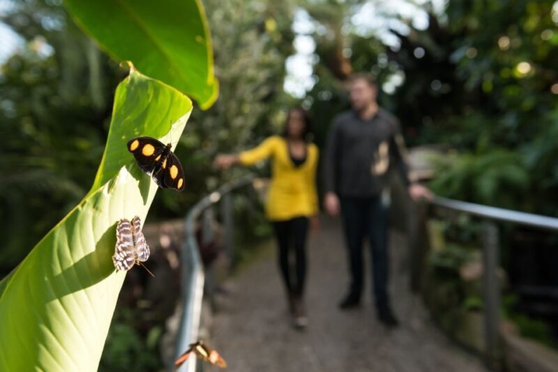 Niagara Falls, Canada: Butterfly Conservatory Admission - Authentic Experiences from Visitors