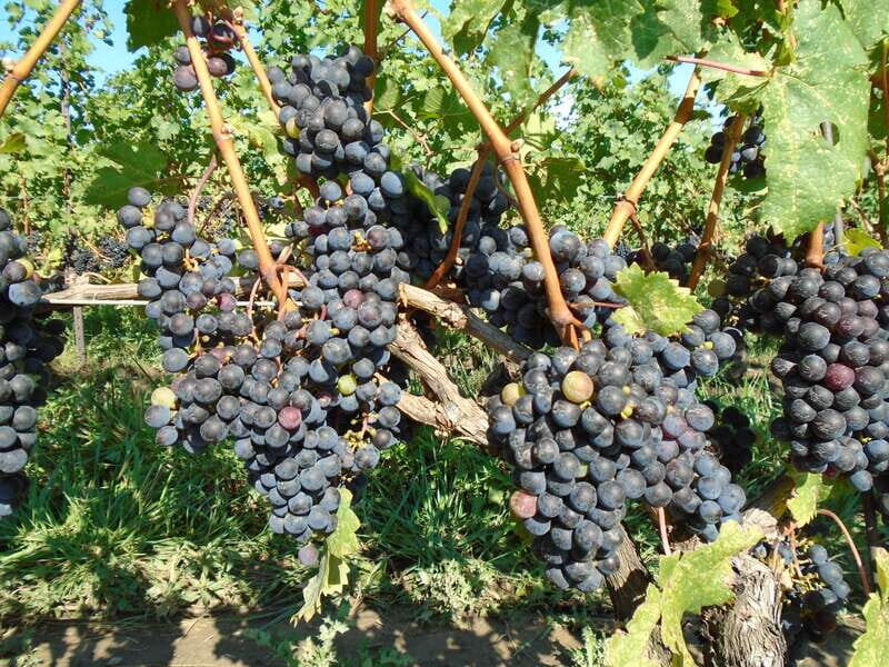 Niagara Falls, Canada: Full-Day Private Winery Tour - An In-Depth Look at the Niagara Winery Tour