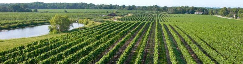 Niagara Falls: Guided Winery Tour with Tastings & Pickup - Starting with Convenience: Pickup and Transportation