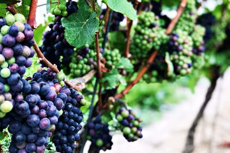Niagara-on-the-Lake: Half-Day Wine, Beer & Charcuterie Tour - FAQs