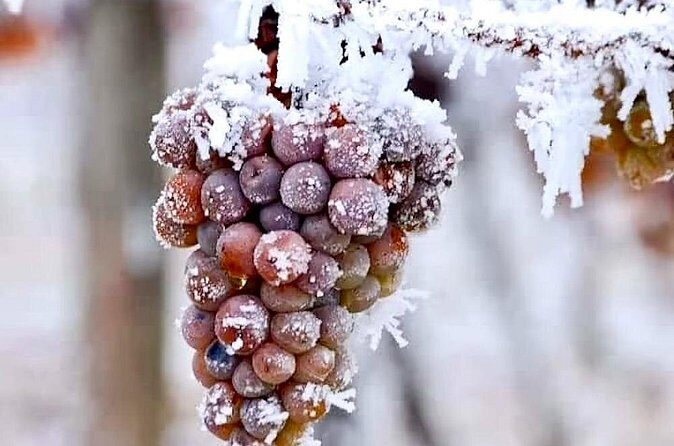 Niagara Taste Trio Winery Tours with Wine Tastings and Pairings - Final Thoughts