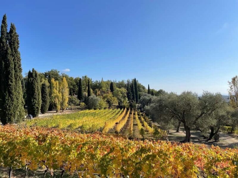 Nice: Full-Day Côtes de Provence Wine Tour - An In-Depth Look at the Côtes de Provence Wine Tour