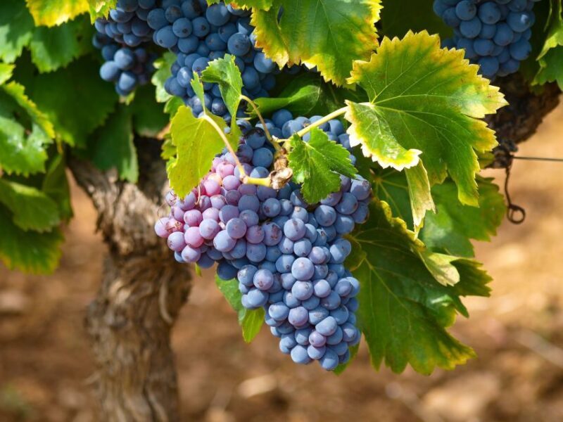 Nice: Half-Day Saint Paul de Vence and Wine Tasting Tour - Frequently Asked Questions