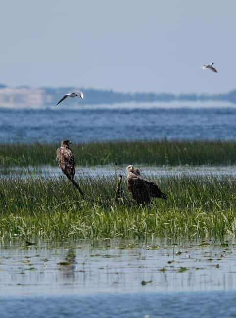 Nida: Bird-Watching Adventure in Nemunas Delta - Key Points