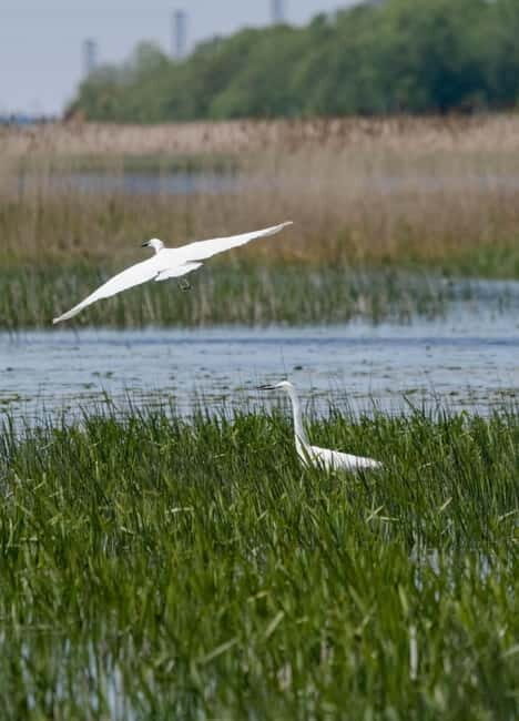 Nida: Bird-Watching Adventure in Nemunas Delta - FAQ