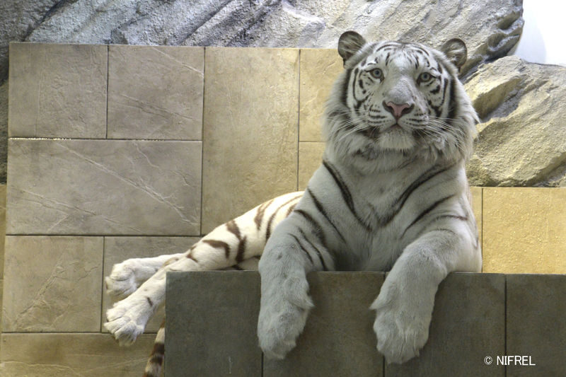 NIFREL Interactive Aquazoo E-Ticket in Osaka - An aquazoo built around closeness