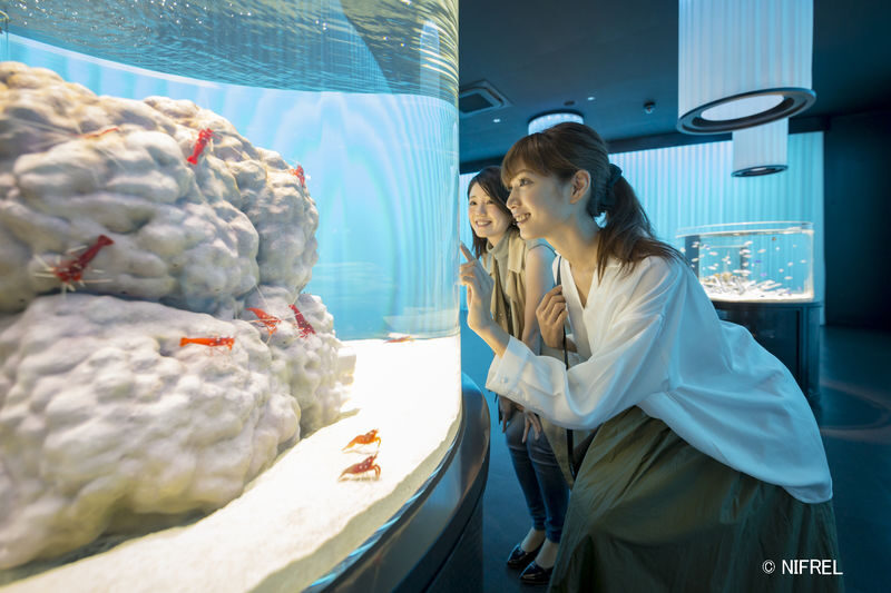 NIFREL Interactive Aquazoo E-Ticket in Osaka - Move from waterside mammals to bigger animals