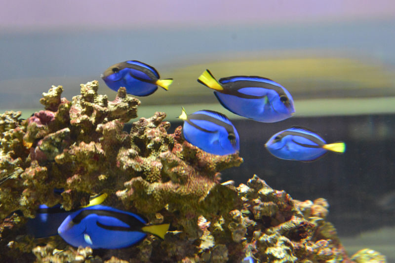 NIFREL Interactive Aquazoo E-Ticket in Osaka - Who should make time for NIFREL?